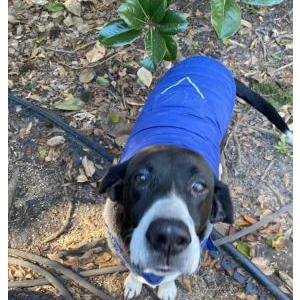 Image of Boykin, Lost Dog