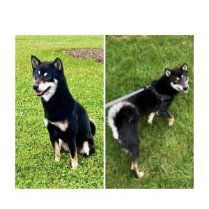 Lost Dog Black Pepper