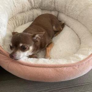 Lost Dog Didi
