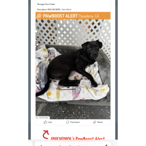 Found Dog UNKNOWN
