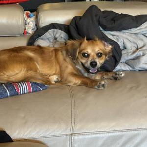 Lost Dog Leo