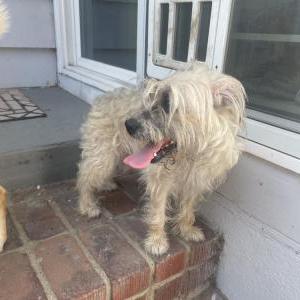 Found Dog Unknown