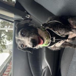Lost Dog Albóndiga