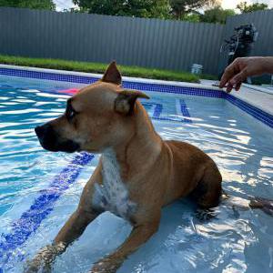 Lost Dog Troya