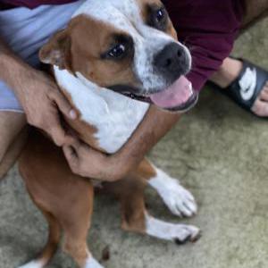 Found Dog Unknown