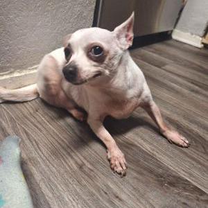 Lost Dog Unknown