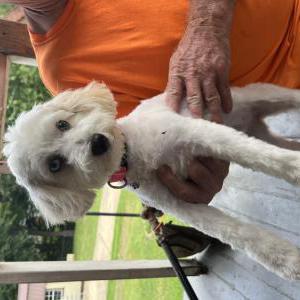 Lost Dog Willow