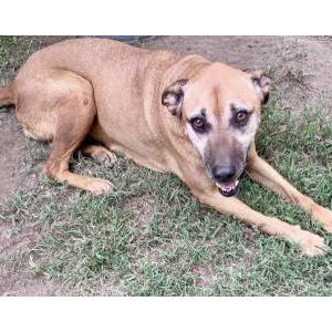 Lost Dog Betty White