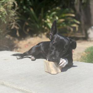 Lost Dog Socks