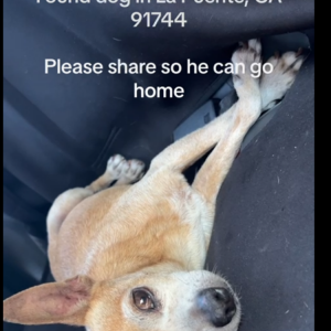 Found Dog Unknown