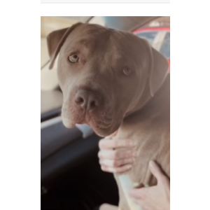 Lost Dog Frankie Frankie