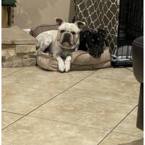 Lost Dog Chesty