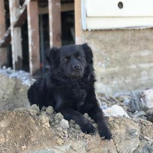 Lost Dog Suva