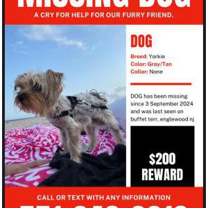 Lost Dog dog
