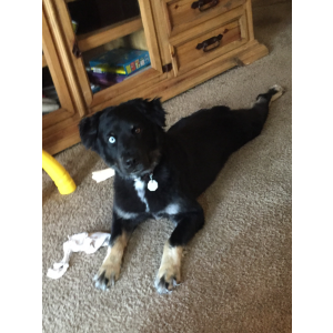 Lost Dog Jingo