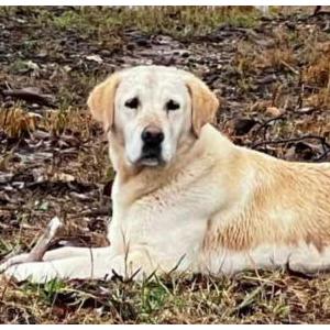 Lost Dog Pebbles
