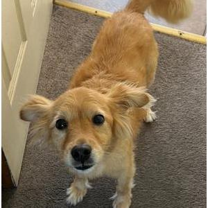 Lost Dog Mila