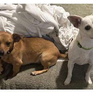 Found Dog Unknown