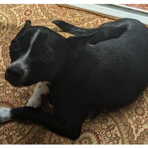 Lost Dog Pickles