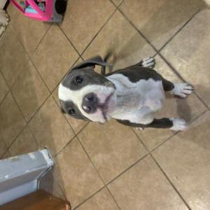 Lost Dog Unknown