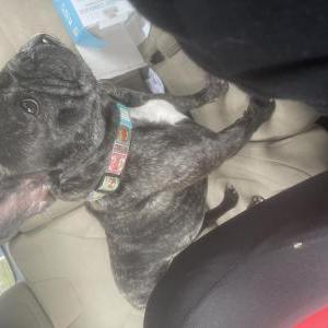 Lost Dog Kin Kittrell