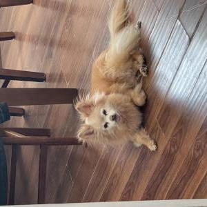 Lost Dog Pongo