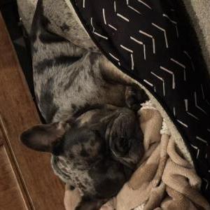 Lost Dog Louis
