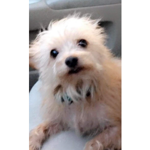 Lost Dog Harley