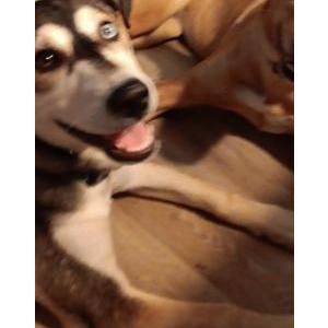 Lost Dog Butterball