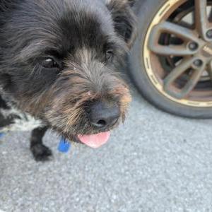Found Dog Unknown