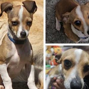 Lost Dog Puppy