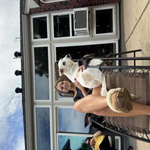 Lost Dog Koji