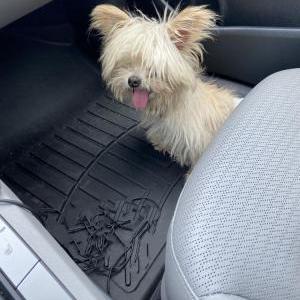 Found Dog Unsure
