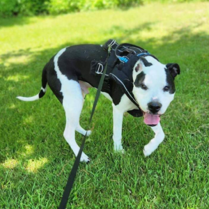 Lost Dog Jax