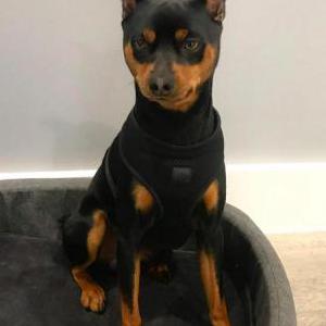 Lost Dog Lambo