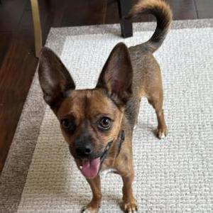 Found Dog Unknown