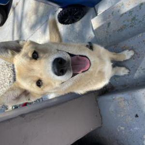Found Dog Unknown