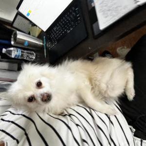Lost Dog Coco Alvarez