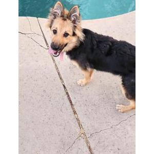 Found Dog Unknown