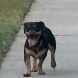 Found Dog N/A