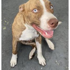 Found Dog unknown