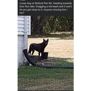 Found Dog unknown