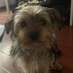 Lost Dog Lilo