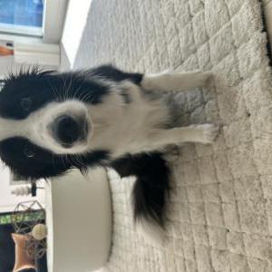 Lost Dog Charolette