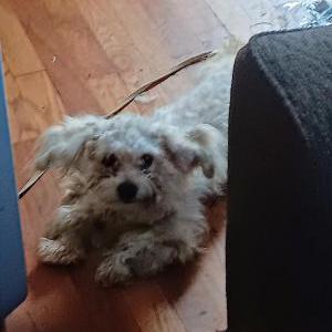 Lost Dog Cesar