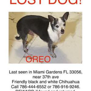 Lost Dog Oreo