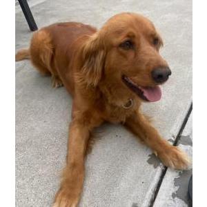 Lost Dog Luna