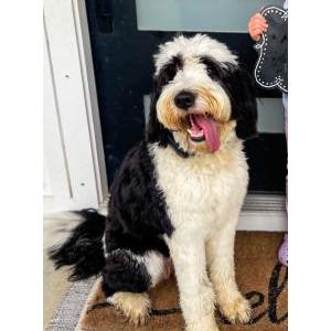 Lost Dog Rio