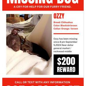 Lost Dog ozzy
