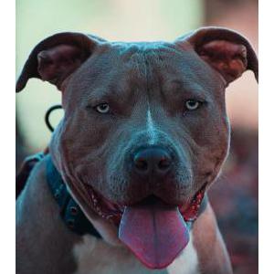 Lost Dog Smokey